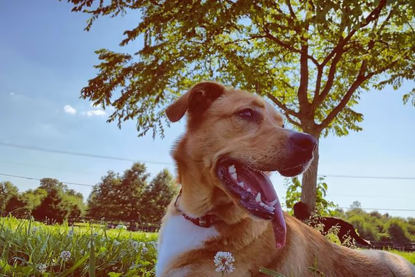 Scott County Dog Park photo 1